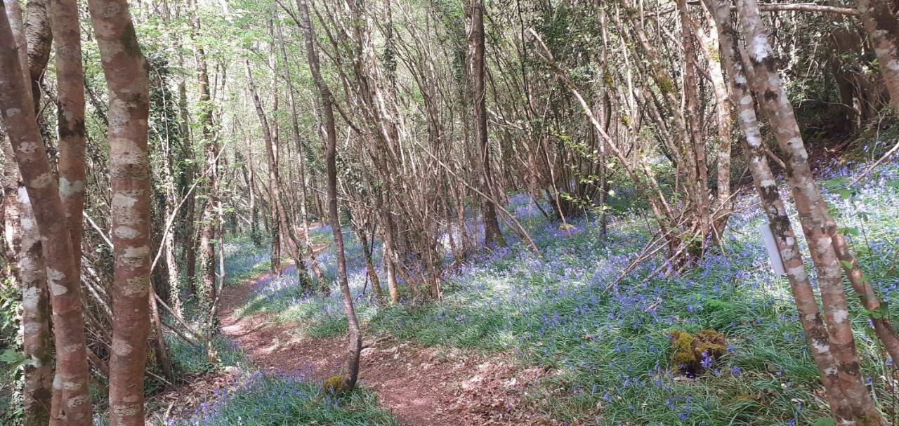 Retraite Rustique En Bordure De Foret A La Campagne Hotel Belle-Isle-en-Terre Екстериор снимка